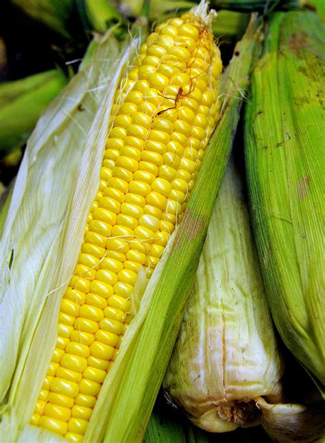 Sweet Corn ‘true Gold Seeds Vegetable Seed Corn