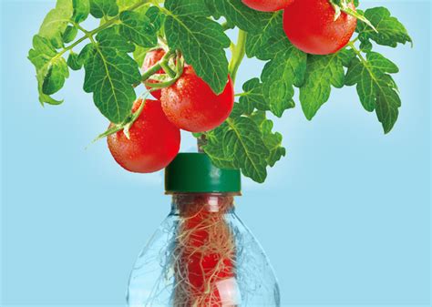 Used Water Bottles Become Vegetable Gardens With Special