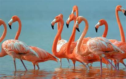 Birds Exotic Desktop Flamingos Wallpapers13