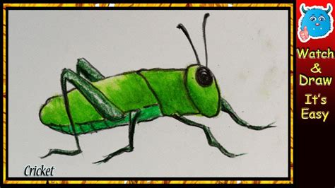 Cricket Insect Drawing At Explore Collection Of