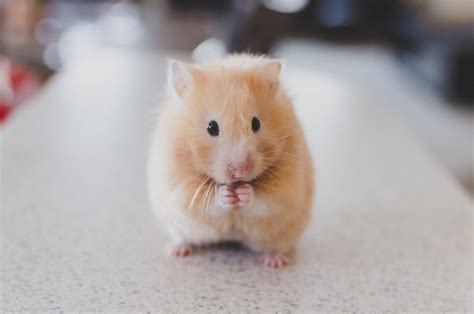 Heavenly Hamsters Pet Eulogies