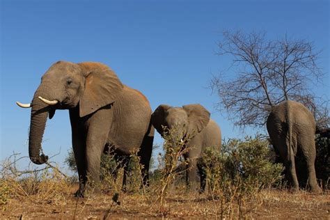 Horrific Photo Shows Mutilated Elephant With Its Tusks And Trunk Cut Off By Ivory Poachers