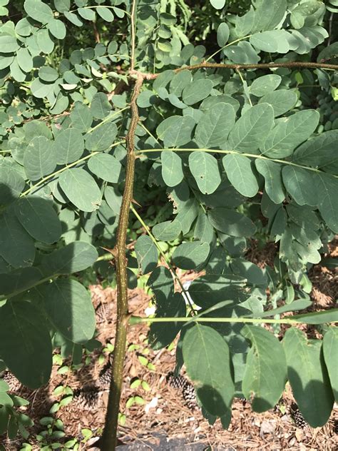 Black Locust Thorns Are Much Shorter Than Honey Locust