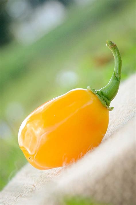 Aji Dulce Yellow Round Heirloom Pepper Premium Seed Packet Etsy