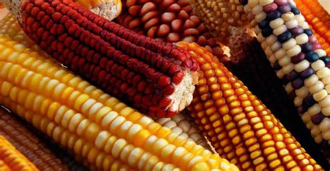Granos Básicos Alimentación Agricultura Y Comercio