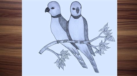 Parrot Drawing With Pencil How To Draw Two Parrots On A Branch Of