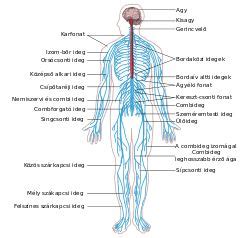 Don't worry if it feels difficult, this is just an initial warm up to get your brain working! File:Nervous system diagram unlabeled.svg - Wikimedia ...
