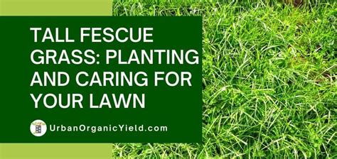 Tall Fescue Grass How To Grow And Care