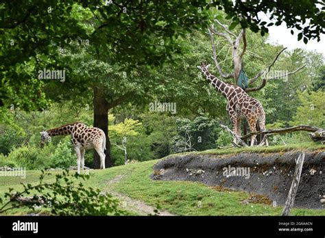 Seattles Iconic Woodland Park Zoo Stock Photo Alamy