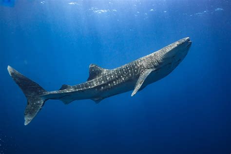 International Whale Shark Day Our Oceans Algaebarn