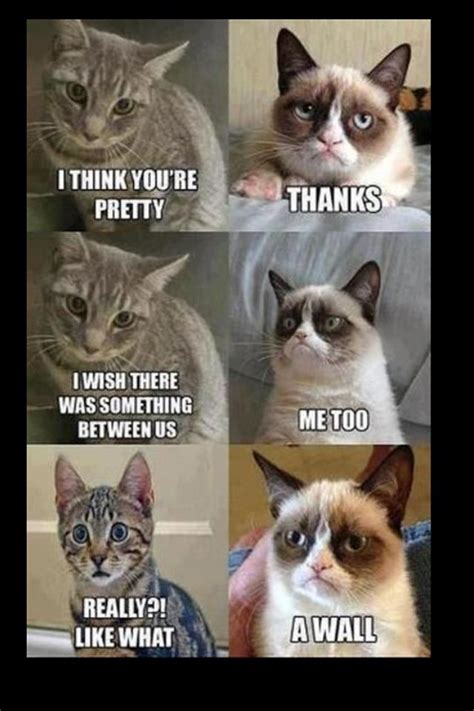 Grumpy Cat Funny Cat Memes Grumpy Cat Humor Grumpy Cat Meme