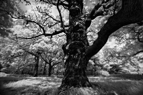Exposure Time Long Exposure Black And White Tree Beautiful Series