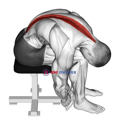 Seated Lower Trunk Extensor Lateral Flexor Stretch Home Gym Review