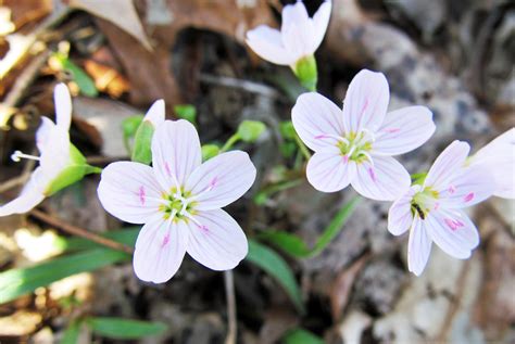 Eastern Spring Beauty Claytonia Virginica Photographed At The