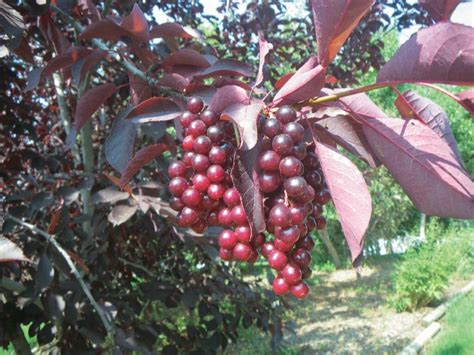 Ranch Elderberry Tandt Seeds