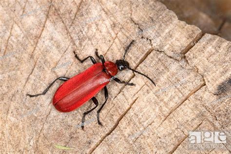 Scarlet Fire Beetle Cardinal Beetle Pyrochroa Coccinea On Deadwood