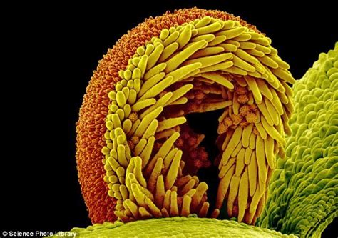 The Invisible Beauty Of Flowers Images Of Petals Leaves And Pollen