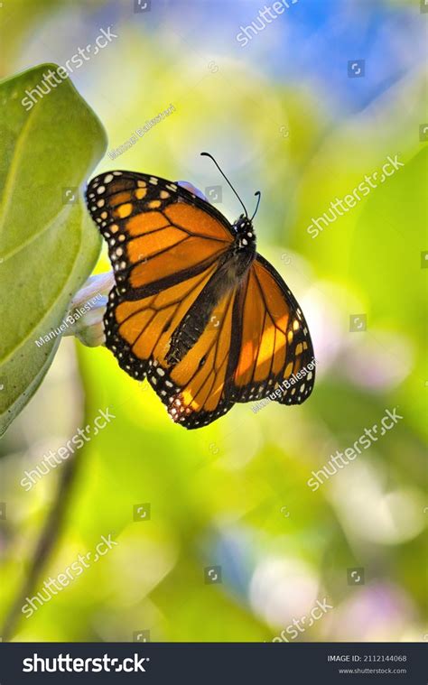 Male Monarch Butterfly Resting On Green Stock Photo 2112144068