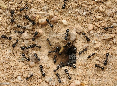Find helpful customer reviews and review ratings for virokleen microfiber cleaning cloth 12qty cleans with very. A Nest Of Many Black Ants In The Dirt Stock Photo & More ...
