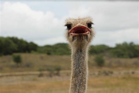 Get Your Head Out Of The Sand Ostriches Are Actually