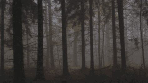 Aesthetic Creepy Forest  Largest Wallpaper Portal