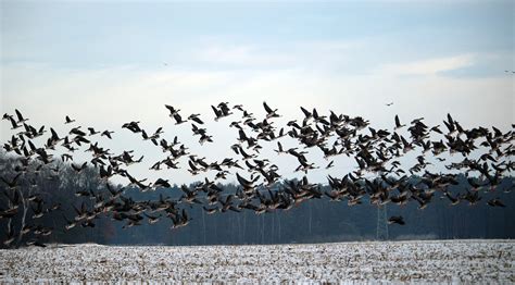 Why Do Birds Migrate Sjma