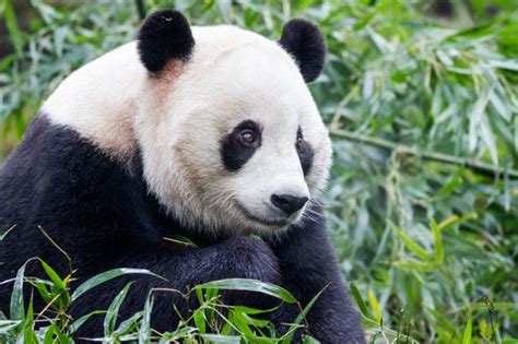 Roads Are Slicing Up Giant Pandas Habitat Scientific American