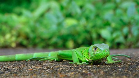 Macro Photography Of Green Lizard · Free Stock Photo