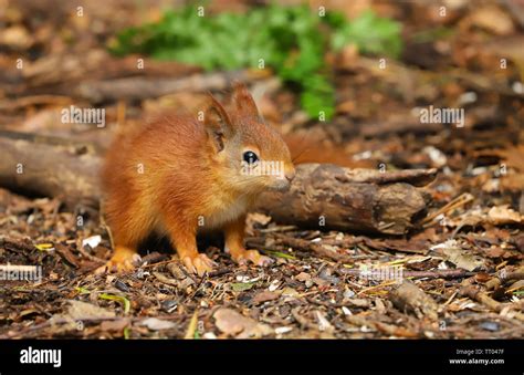 A Cute Baby Red Squirrel Sciurus Vulgaris Taken In Late Spring On