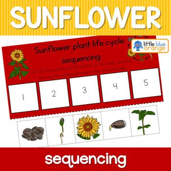 Maybe you would like to learn more about one of these? Sunflower life cycle sequencing activity worksheet by Little Blue Orange