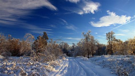 Download Wallpaper 1920x1080 Winter Snow Road Traces Bushes Trees