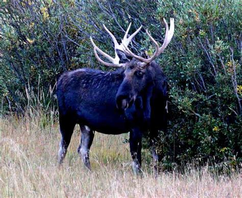 Moose Elk Hybrids Mammalian Hybrids Online Biology Dictionary