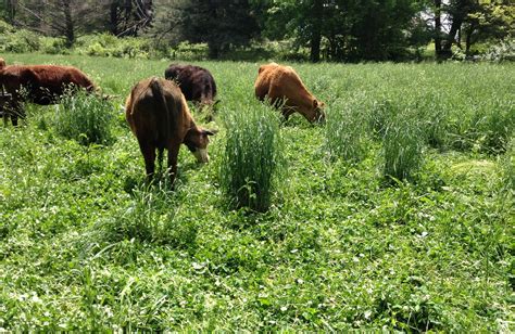 The Best Grass For Grass Fed Animals Mother Earth News