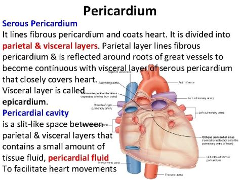 Pericardium Heart Thorax Unit Lecture 5 6 Pericardium