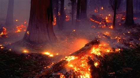 Forest Fire Wallpaper 55 Pictures