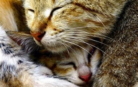 Snuggle Time 4th April 2016 We Love Cats And Kittens