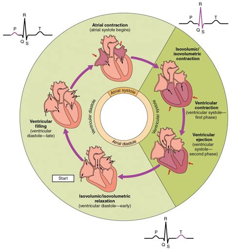 Cardiac Cycle Anatomy And Physiology Ii