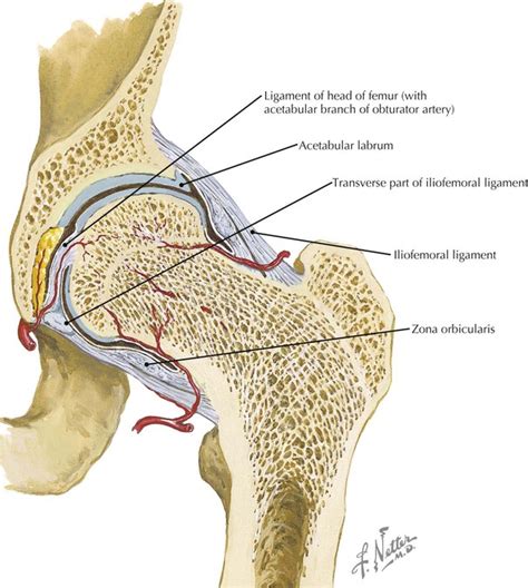 The Diagram Shows A Frontal Section Of The Hip Joint General Wiring
