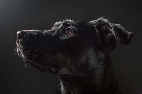 Dog Portrait Photography On Behance