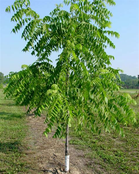 Black walnut typically grows as scattered individual trees or in small groups throughout the central and eastern parts of the united states. Stark® Black Gem® Walnut - Walnut Trees - Stark Bro's