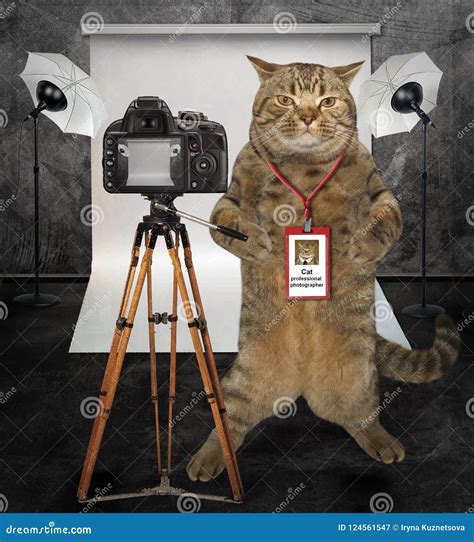 Cat Photographer In Studio Stock Image Image Of Professional 124561547