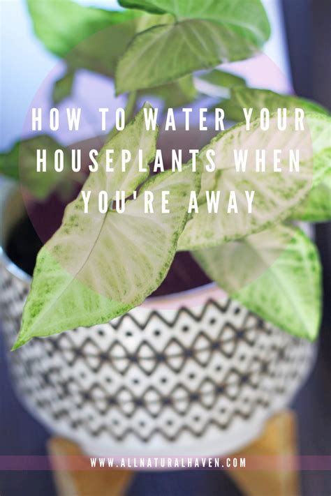 How To Water Your Plants When Youre Away Easy Care Plants Water