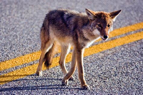 Coyotes are naturally fearful of humans, but they lose caution and fear when they can. Coyote Prevention: How to Keep Them Away from Your ...