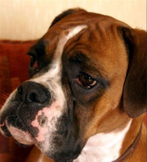 Boxer Eyes Dogs Health Problems