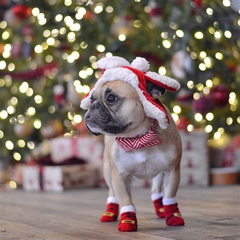 1068 Best A Merry Frenchie Christmas Images On Pinterest French