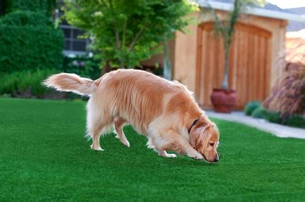 Artificial grass is our specialty! Pup-Grass Synthetic Dog Grass