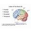 PPT  Natural Learning Process And The Brain PowerPoint Presentation