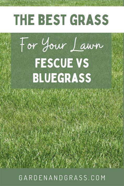 Looking For The Best Grass For Your Lawn In This Post You Will Know