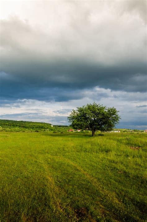 Very Beautiful Summer Landscape Tree In A Field With Dark Cloud Stock