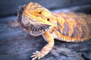 Bearded Dragons make great pets for beginner reptile pet ...